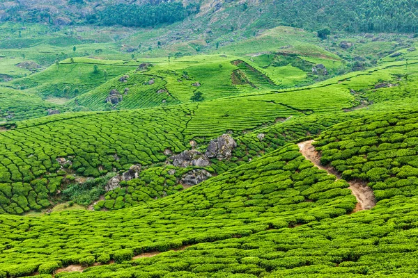Плантації зеленого чаю в Муннар, Керала, Індія — стокове фото