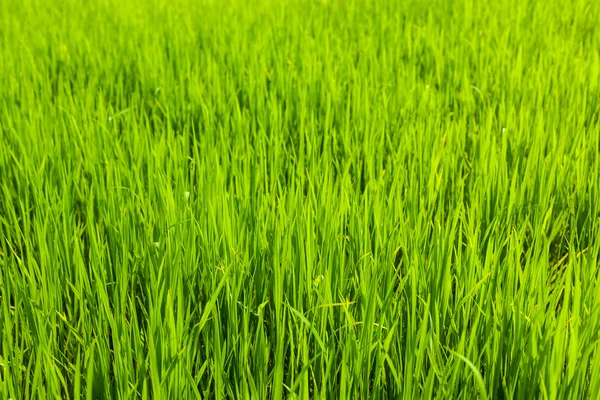 Rice close up, India — Stock Photo, Image
