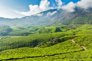 Munnar, Kerala, Hindistan 'daki yeşil çay tarlaları.