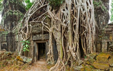 Antik taş kapı ve Ağaç kökleri, ta prohm Tapınağı, angkor