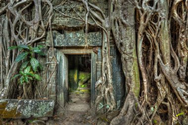 Antik taş kapı ve Ağaç kökleri, ta prohm Tapınağı, angkor