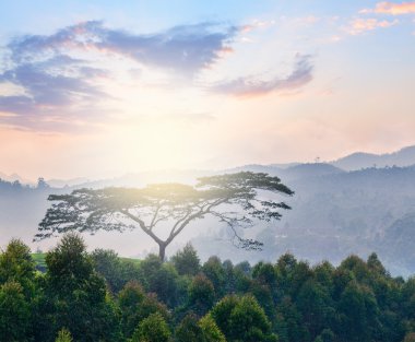 Yalnız ağaç üzerinde sunrise Hills