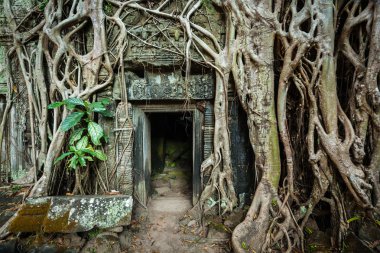 Ancient stone door and tree roots, Ta Prohm temple, Angkor clipart