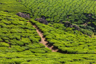 Munnar, Kerala, Hindistan 'daki yeşil çay tarlaları.