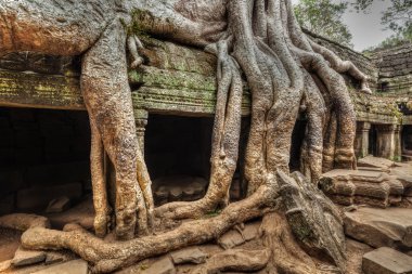 Antik kalıntılar ve ağaç kökleri, Ta Prohm tapınağı, Angkor, Kamboçya 