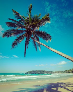 idyllic beach palm ile. Sri lanka