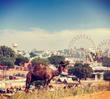 Camels at Pushkar Mela (Pushkar Camel Fair),  India clipart