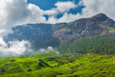 Munnar, Kerala, Hindistan 'daki yeşil çay tarlaları.