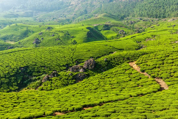 Munnar, Kerala, Hindistan 'daki yeşil çay tarlaları. — Stok fotoğraf