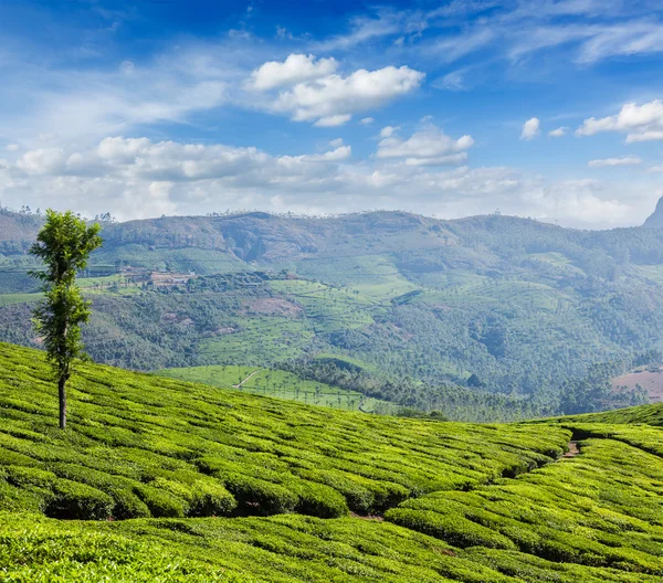 Плантации зеленого чая в Муннаре, Керала, Индия — стоковое фото