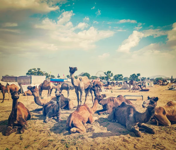 Верблюды на ярмарке верблюдов в Пушкар-Меле, Индия — стоковое фото