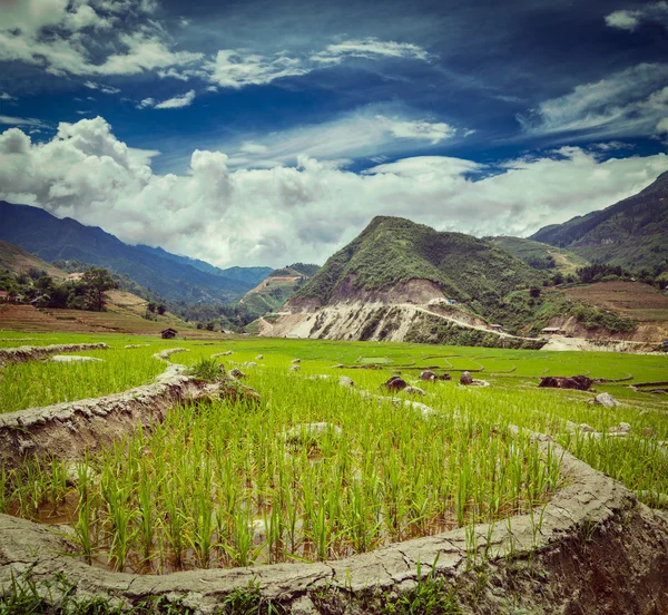 Pirinç tarlaları. Vietnam — Stok fotoğraf