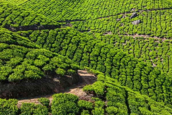 Gröna teplantager i Munnar, Kerala, Indien — Stockfoto