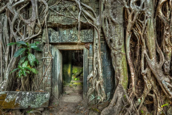 Древние каменные двери и корни деревьев, Храм Та Прома, Ангкор — стоковое фото