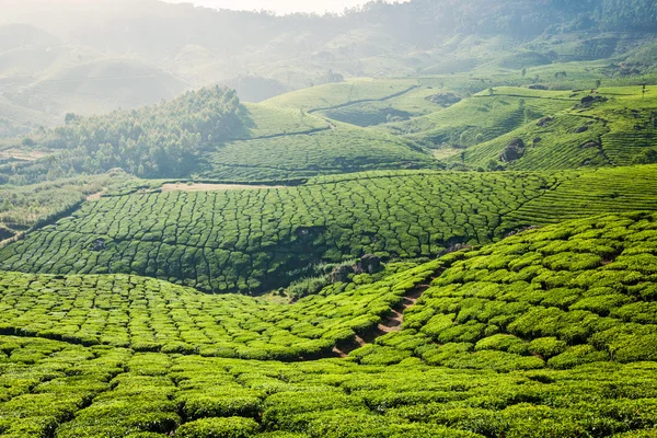 Zelené čajové plantáže v Munnar, Kerala, Indie — Stock fotografie