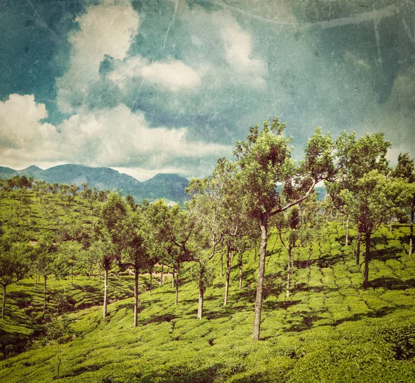 Zelené čajové plantáže v Munnar, Kerala, Indie — Stock fotografie