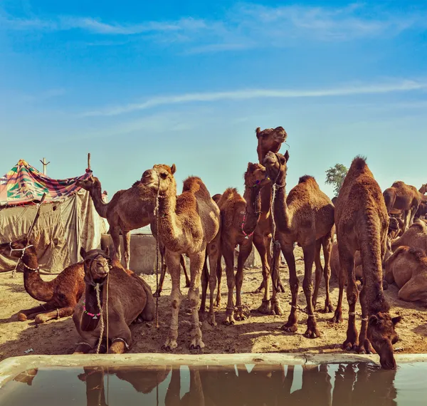 Velbloudi v pushkar mela, rajasthan, Indie — Stock fotografie