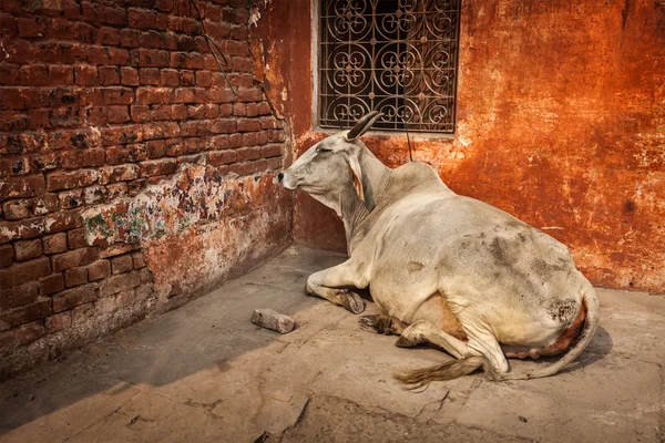 Indian cow in street — Stock Photo, Image