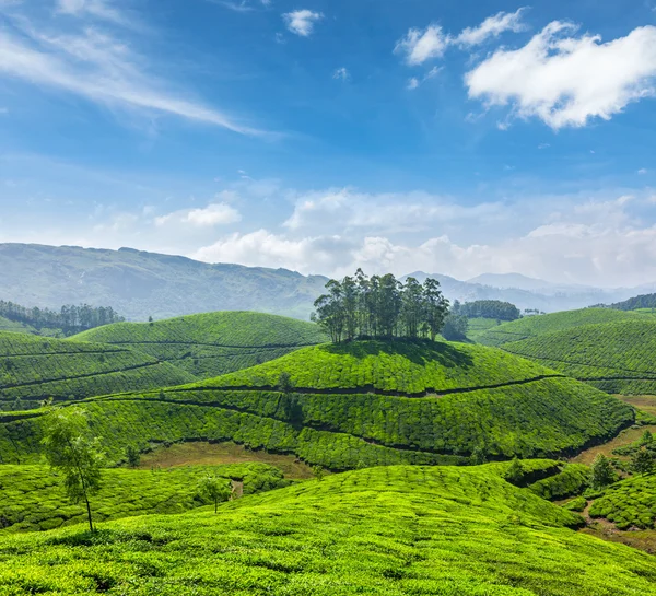 Plantações de chá — Fotografia de Stock
