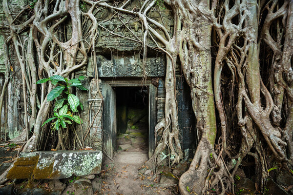Ancient stone door and tree roots, Ta Prohm temple, Angkor
