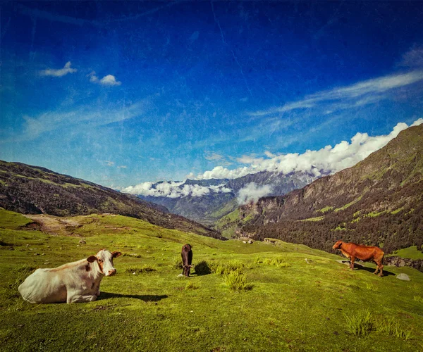 在喜马拉雅山中放牧的牛 — 图库照片