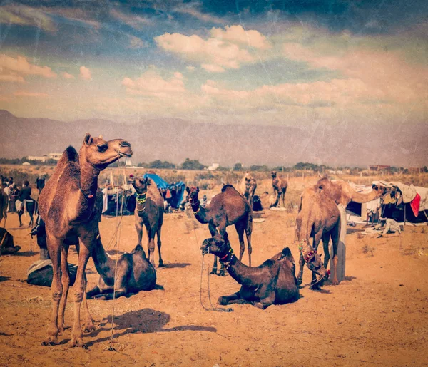 Camellos en Pushkar Mela (Feria de Camellos de Pushkar), India — Foto de Stock