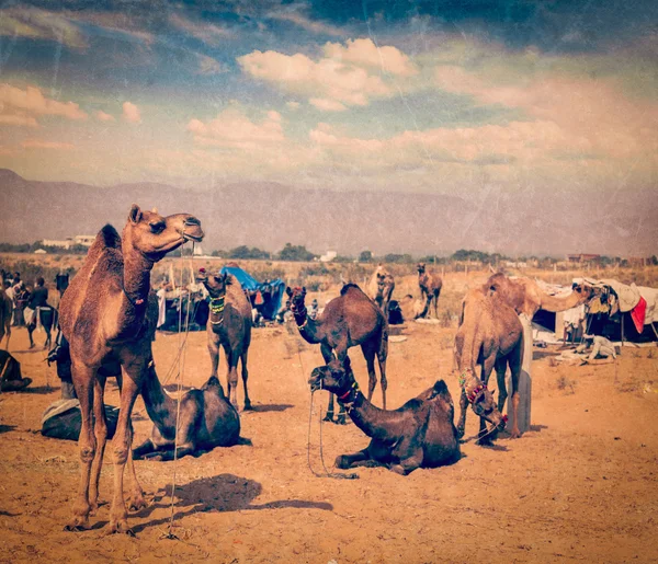 Pushkar Mela 'daki develer (Pushkar Deve Fuarı), Hindistan — Stok fotoğraf