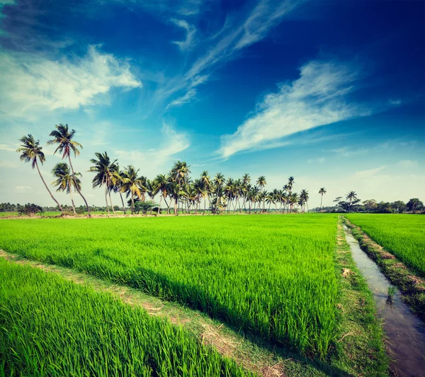 Arroz de cerca, India —  Fotos de Stock