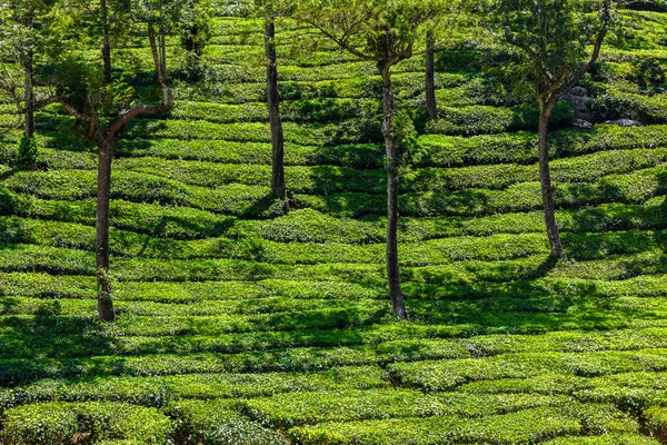 Piantagioni di tè verde a Munnar, Kerala, India — Foto Stock