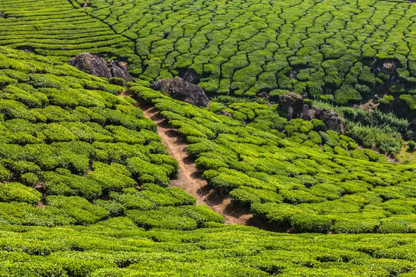 Plantations de thé vert à Munnar, Kerala, Inde — Photo