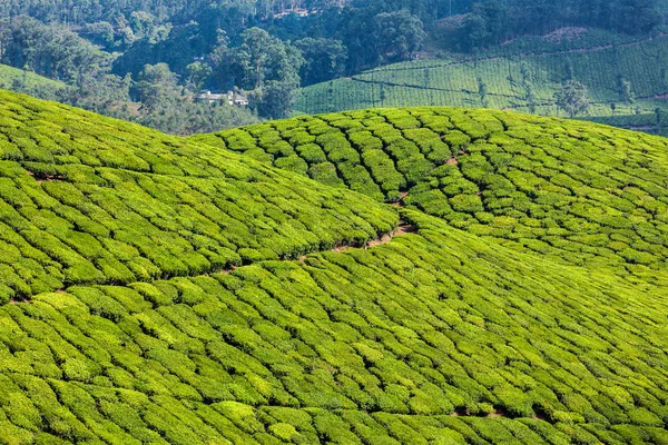 Plantaciones de té verde en Munnar, Kerala, India — Foto de Stock