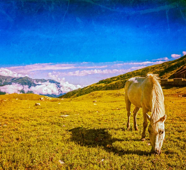 Pastoreo de caballos en el Himalaya —  Fotos de Stock