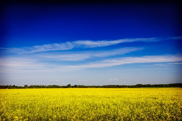 Spring summer background - rape  field with blue sky — Stock Photo, Image