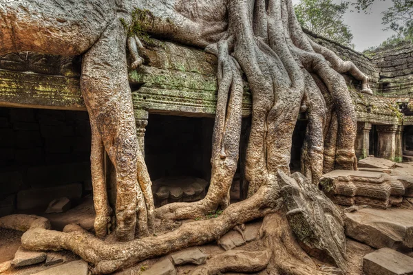 Древние руины и корни деревьев, Храм Та Прома, Ангкор, Камбоджа — стоковое фото