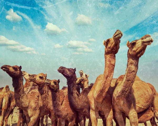 Καμήλες στο Pushkar Mela (Pushkar Camel Fair), Ινδία — Φωτογραφία Αρχείου