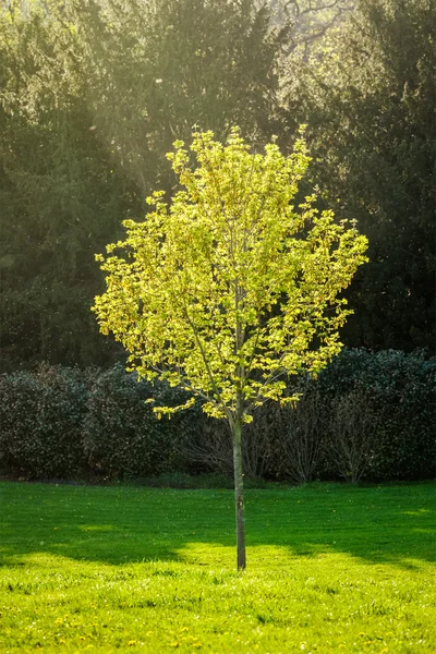 Ungt träd på våren — Stockfoto