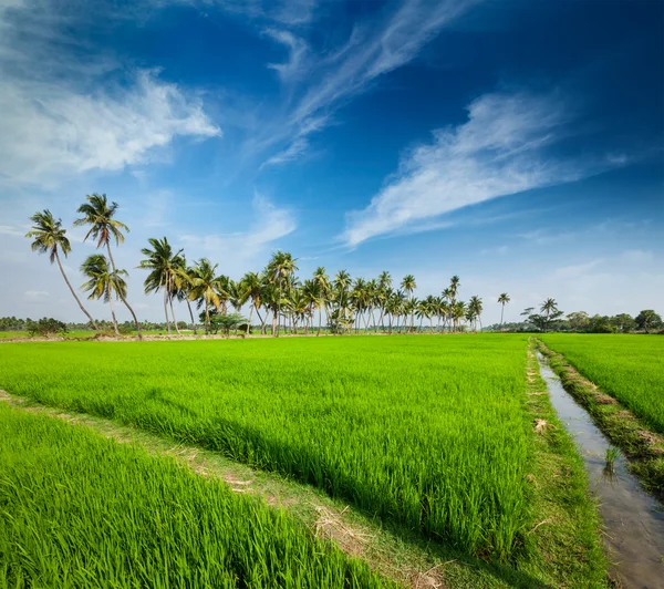 水稻关闭起来，印度 — 图库照片