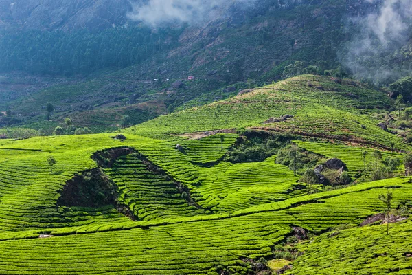 Zelené čajové plantáže v Munnar, Kerala, Indie — Stock fotografie