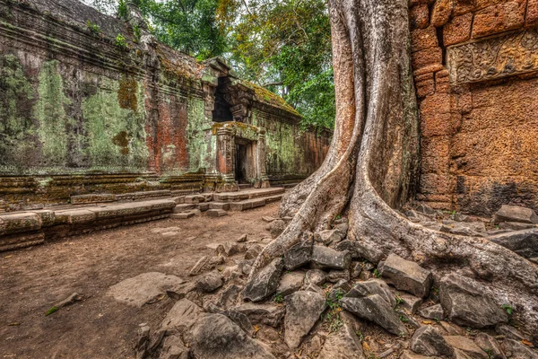 Staré zříceniny a kořeny stromů, chrám Ta Prohm, Angkor, Kambodža — Stock fotografie