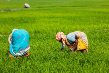  Hintli kadın hasat pirinç alanında