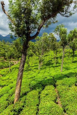 Munnar, Kerala, Hindistan 'daki yeşil çay tarlaları.