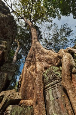 Antik kalıntılar ve ağaç kökleri, Ta Prohm tapınağı, Angkor, Kamboçya 
