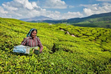  Indian woman harvests tea leaves at tea plantation at Munnar clipart