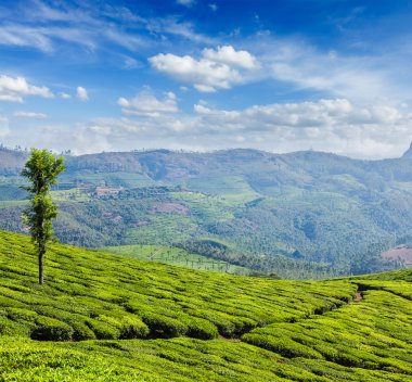 Munnar, Kerala, Hindistan 'daki yeşil çay tarlaları.