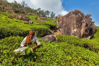  Hintli kadın munnar plantasyonunda çay, çay yaprakları hasat