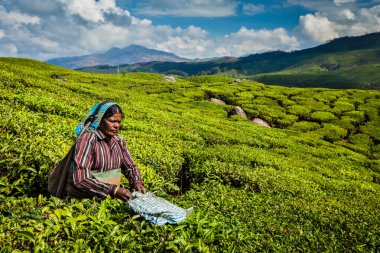  Hintli kadın munnar plantasyonunda çay, çay yaprakları hasat