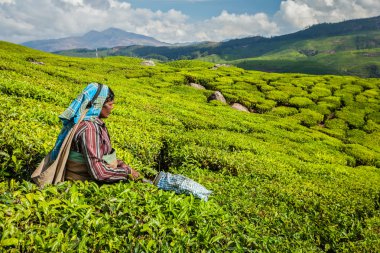  Hintli kadın munnar plantasyonunda çay, çay yaprakları hasat