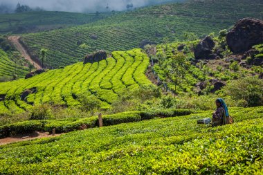  Hintli kadın munnar plantasyonunda çay, çay yaprakları hasat