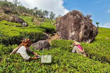 Hintli kadın hasat çay yapraklarında de munnar plantasyonunda çay