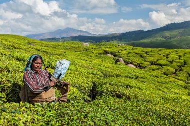  Hintli kadın munnar plantasyonunda çay, çay yaprakları hasat